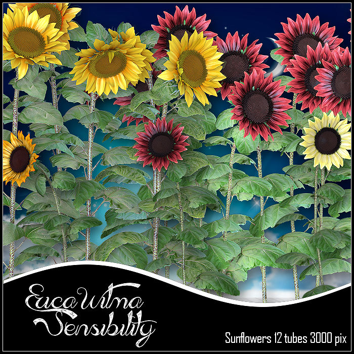 EW Sunflowers CU - Click Image to Close